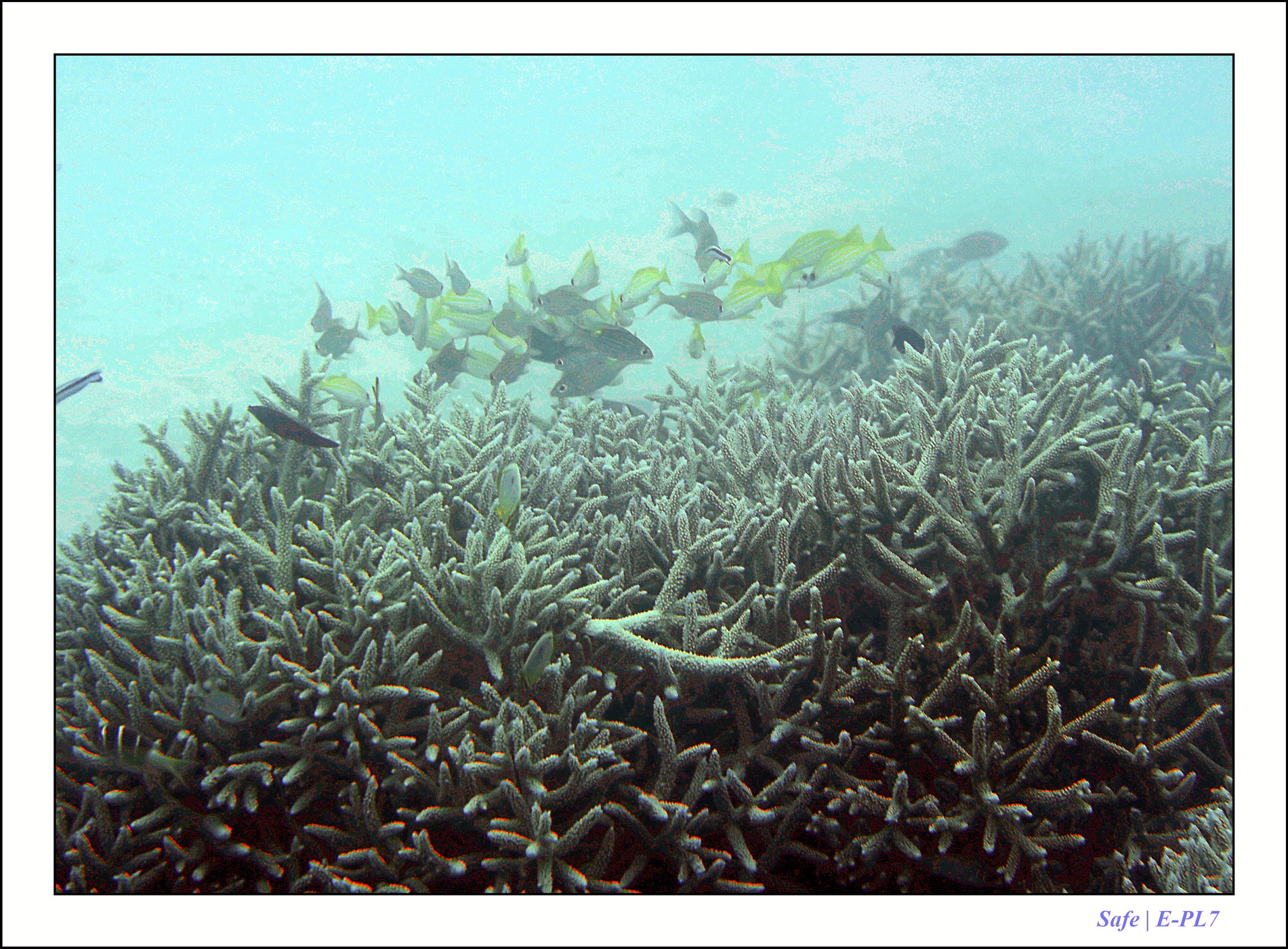 2022 - 07 - snorkeling Maldives - 010